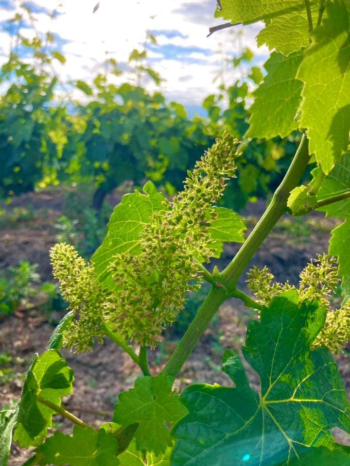 Bodegas y viñas de Godelo y Mencía